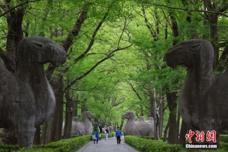 　　2020年4月22日，游客走在南京紫金山明孝陵石象路上，这一年世界地球日的宣传主题为“珍爱地球 人与自然和谐共生”。 中新社记者 泱波 摄